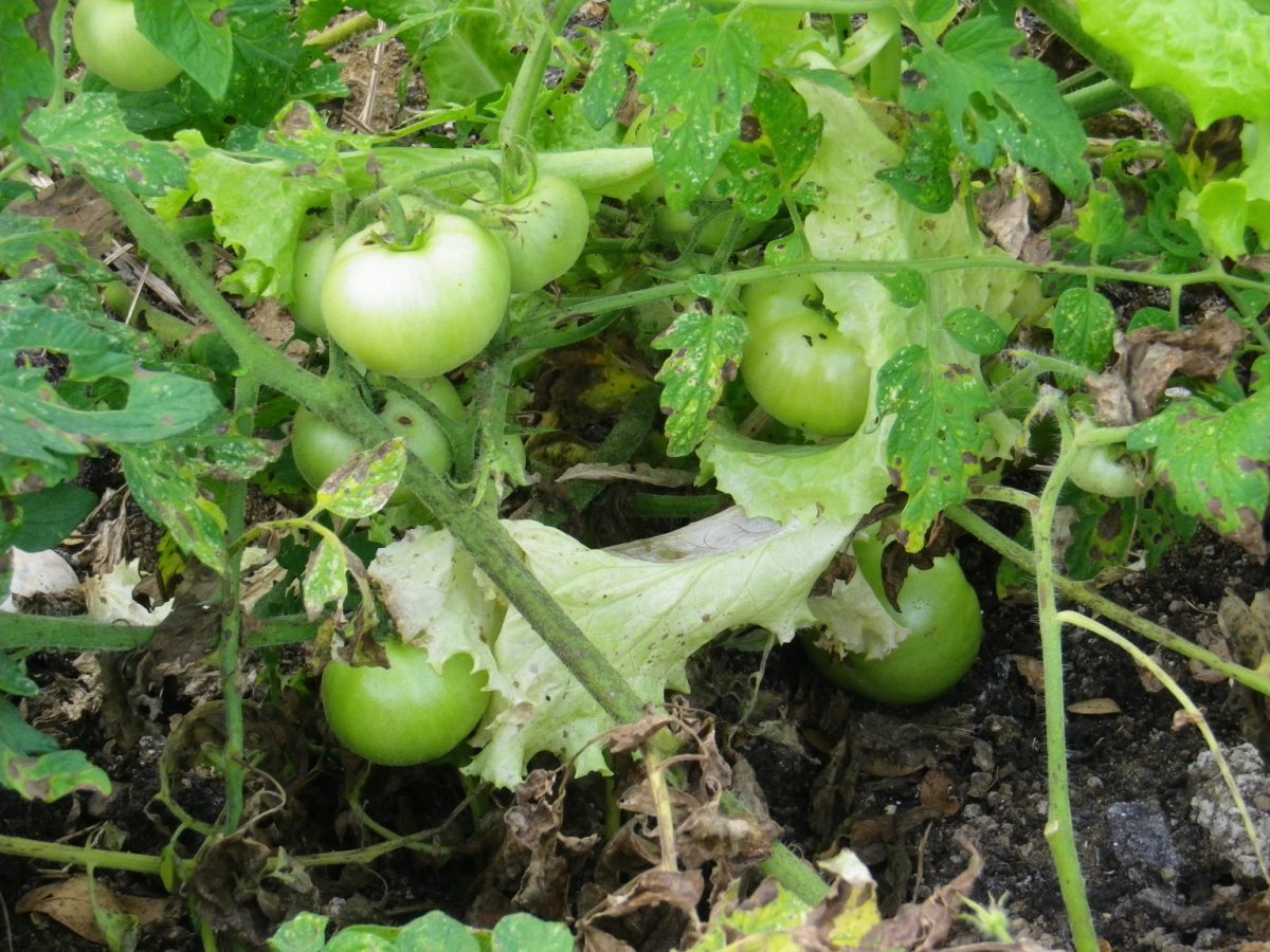 Organic Farm03.jpg